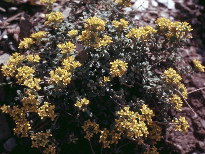 Alyssum alpestre