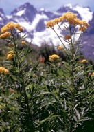 Hugueninia tanacetifolium