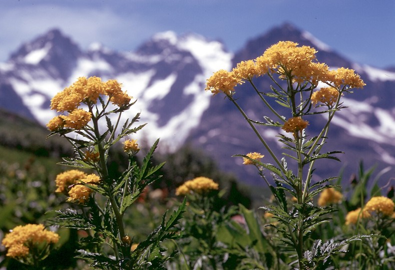 Hugueninia tanacetifolium