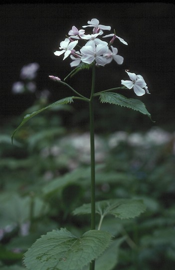 Lunaria rediviva