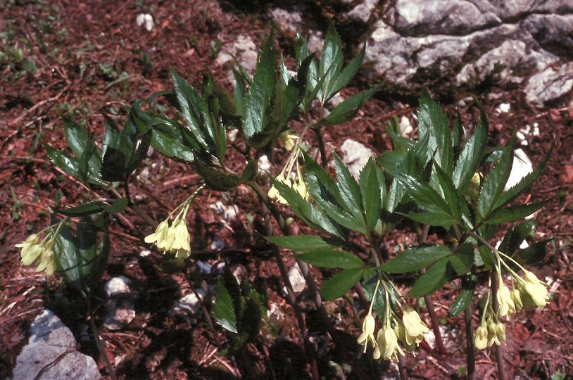 Cardamine enneaphyllos