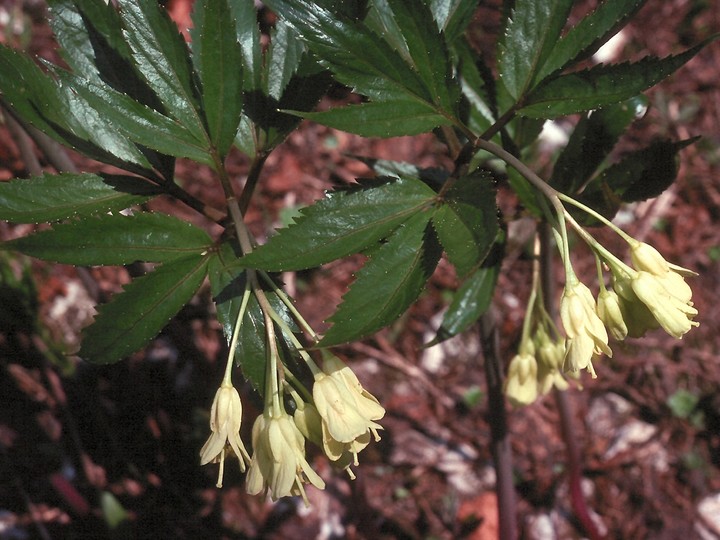 Cardamine enneaphyllos