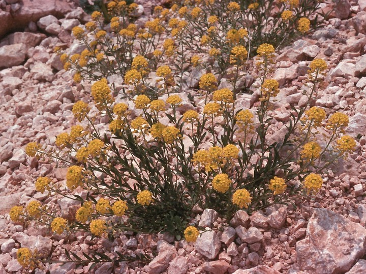 Alyssum sp.