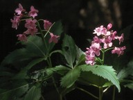 Cardamine pentaphyllos