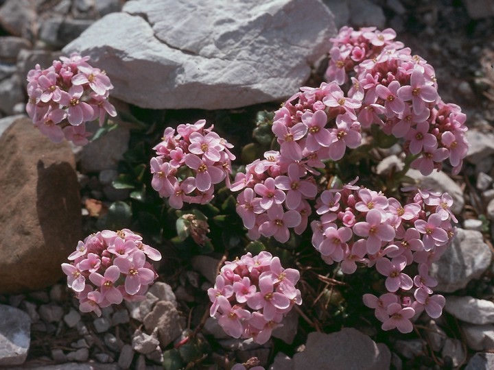 Thlaspi rotundifolium