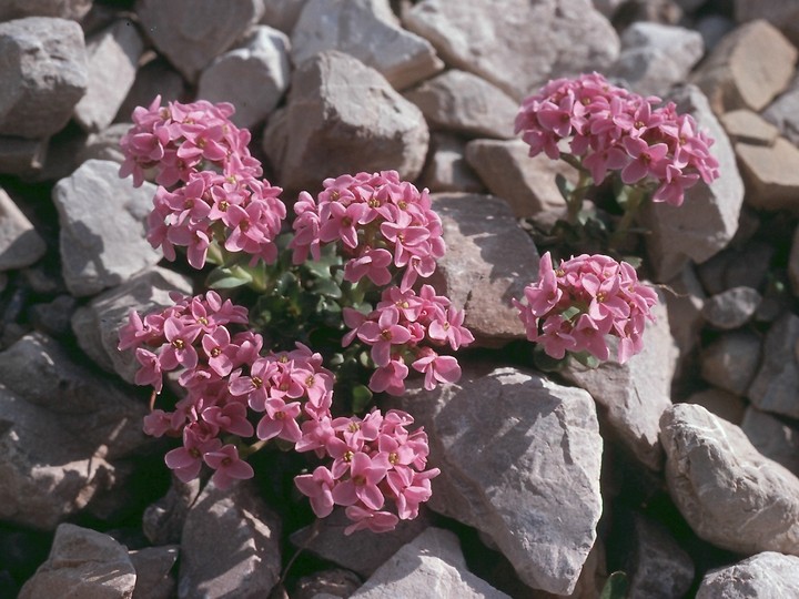 Thlaspi rotundifolium