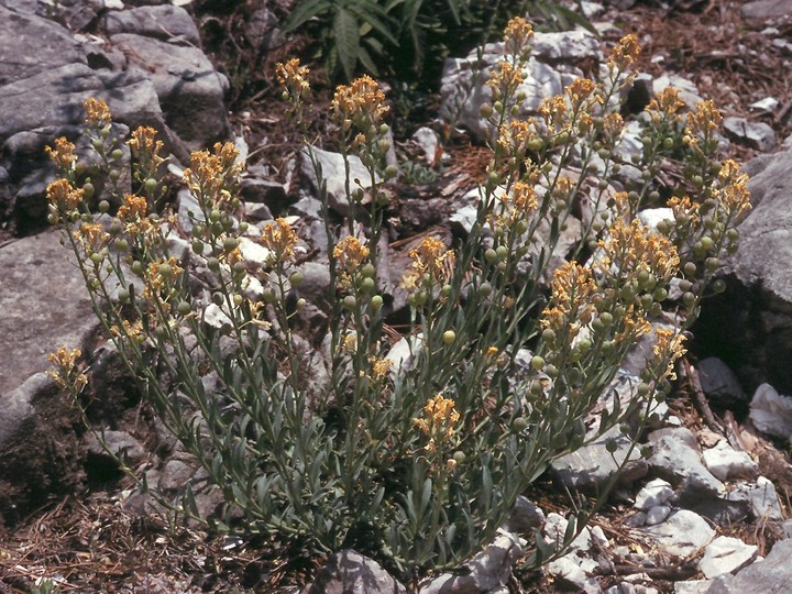 Alyssoides utriculata