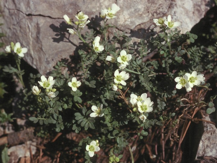 Cardamine carnosa