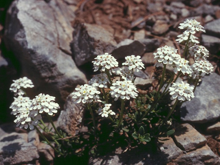 Iberis sempervirens?