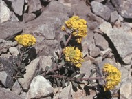 Alyssum handellii