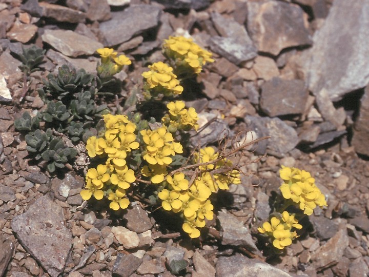 Alyssum handellii