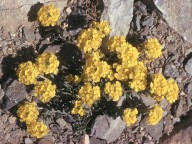 Alyssum handellii