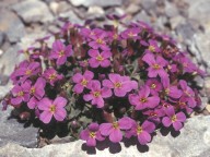 Aubrieta gracilis?