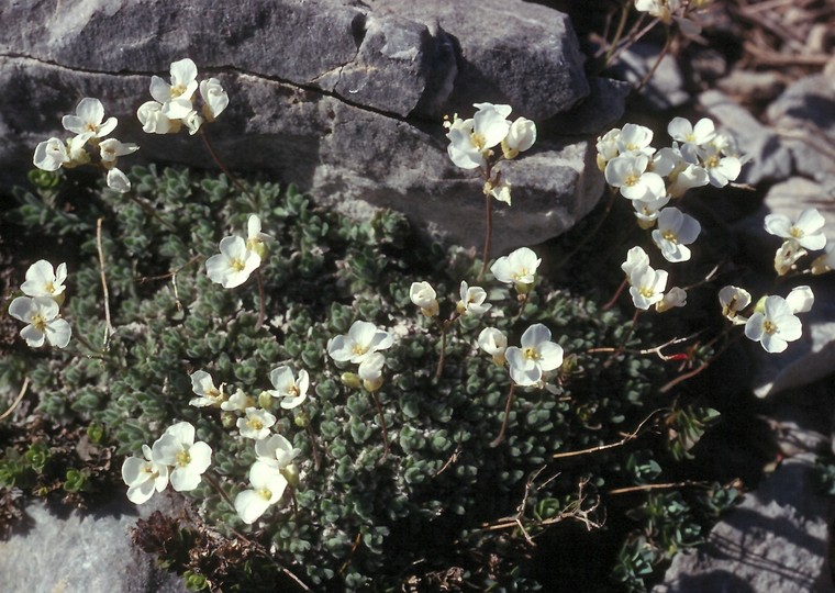 Arabis bryoides