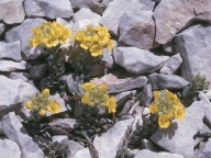 Alyssum montanum