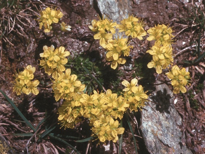 Draba aizoides