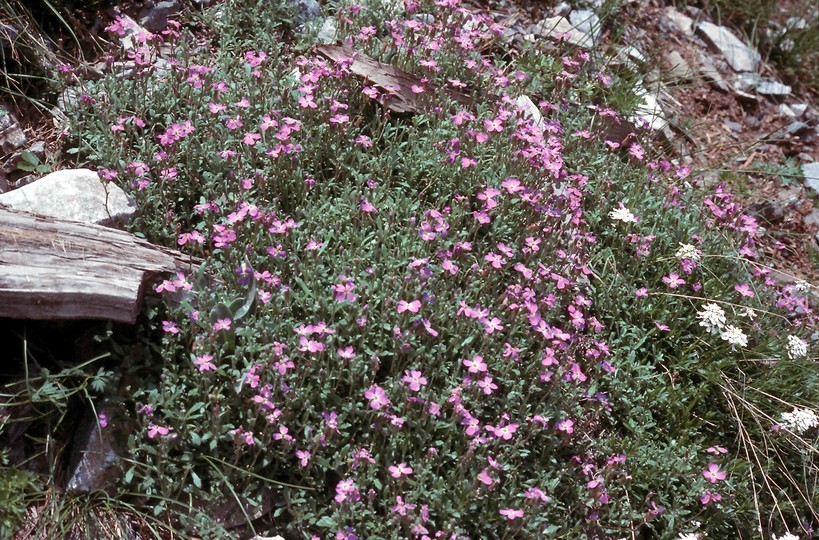 Aubrieta thessala?