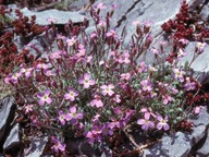 Aubrieta thessala?