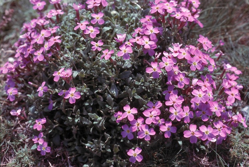 Aubrieta thessala?