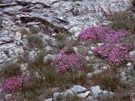 Aubrieta thessala?