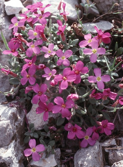 Aubrieta intermedia?