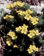 Draba brunifolia ssp. olympica