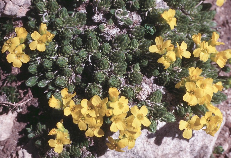 Draba brunifolia ssp. olympica