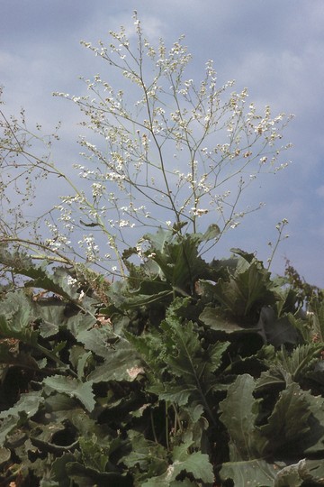 Crambe sp.