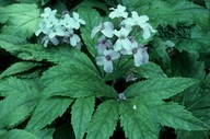 Cardamine pentaphyllos