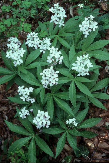 Cardamine pentaphyllos