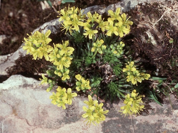 Draba aizoides