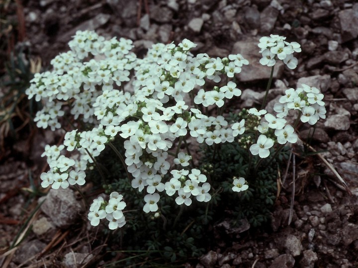 Hutchinsia alpina