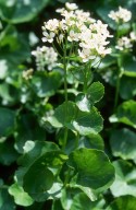 Cochlearia pyrenaica