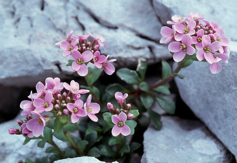 Thlaspi rotundifolium