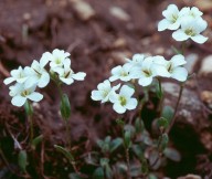 Draba dubia?