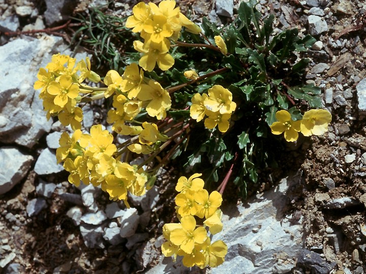 Brassica repanda