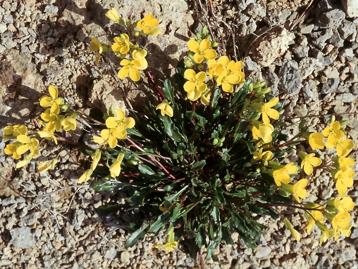 Brassica repanda