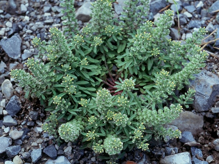 Alyssum alyssoides