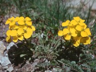 Erysimum decumbens cfr