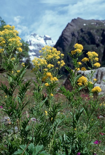 Hugueninia tanacetifolium