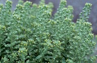 Alyssum alyssoides