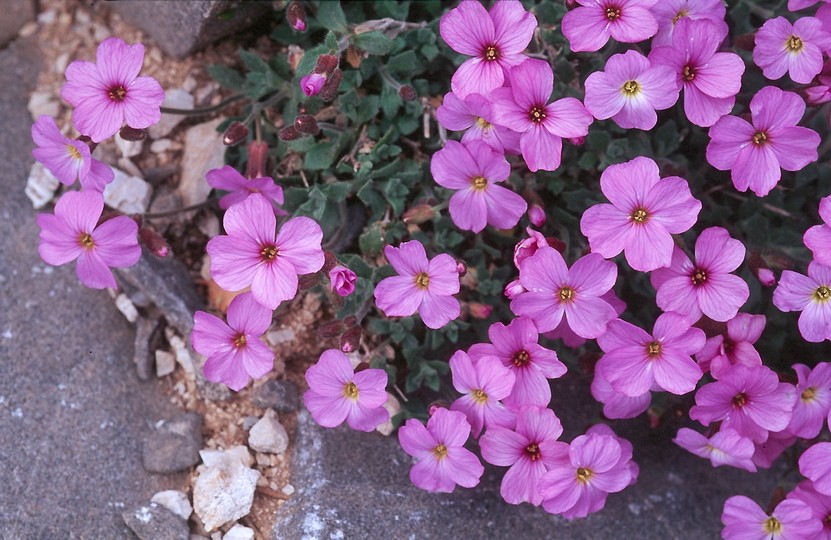 Aubrieta deltoidea