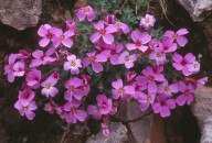 Aubrieta deltoidea