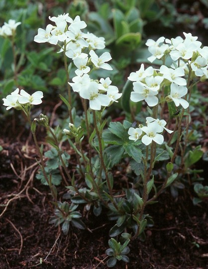 Arabis vochensis