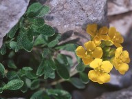 Alyssum ovirense