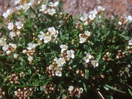 Cardamine resedifolia