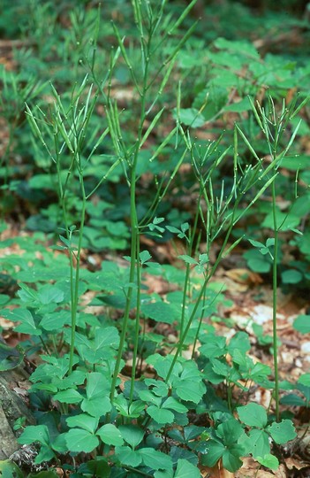 Cardamine trifolia