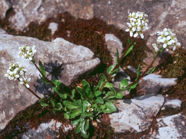 Cardamine alpina