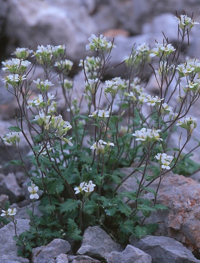 Arabis alpina