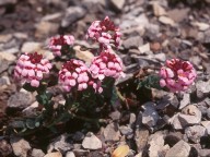 Aethionema saxatile ssp. creticum